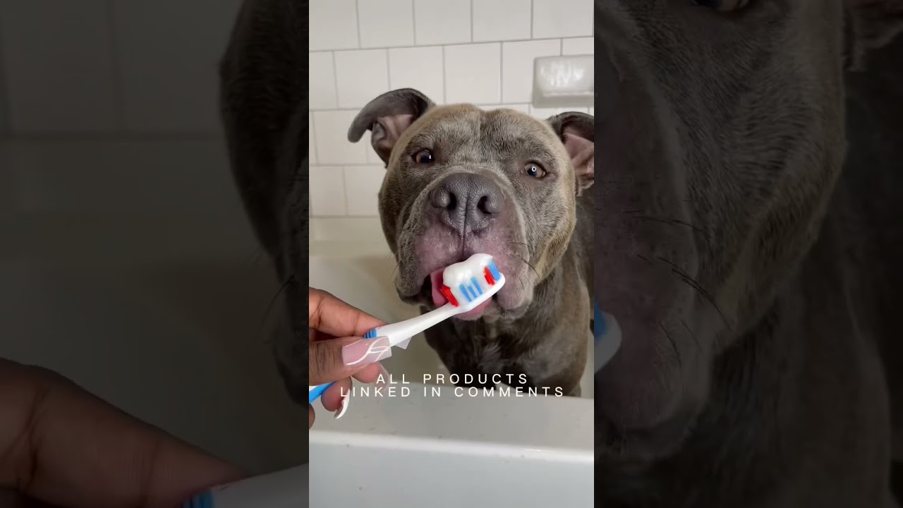 providing my pet the ULTIMATE health facility time he ought to have #shorts #viral #dogs #grooming #pitbull #tutorial