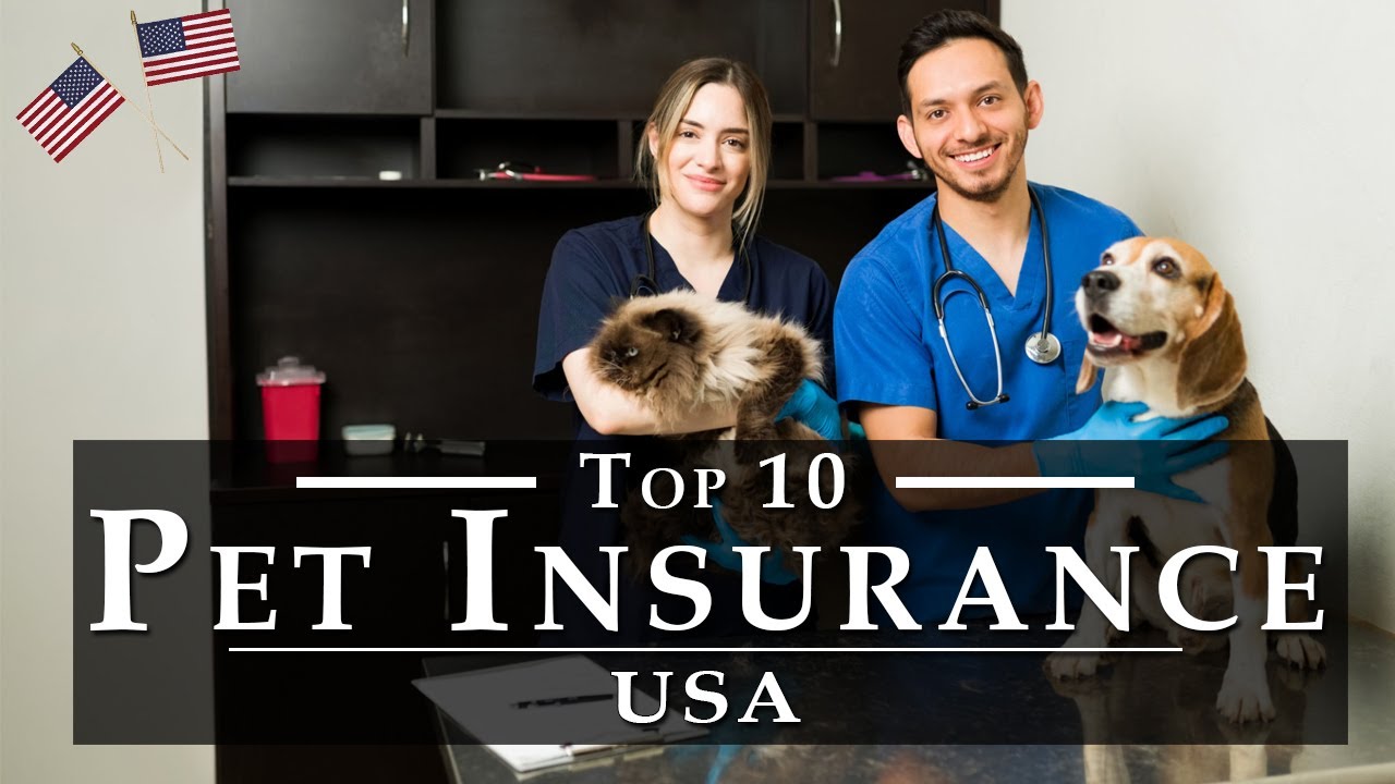 Greatest Dog Insurance Policy in U.S.A. [Detail Reviews]|Best 10 United States Dog Insurance Policy Companies, Expense & Deals With