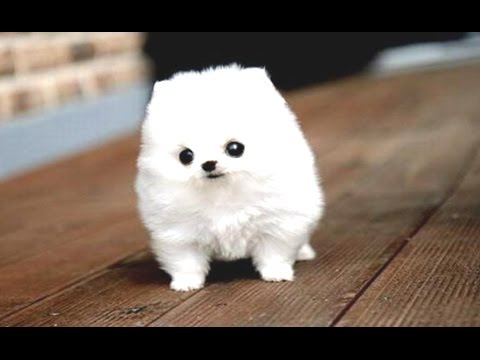 Amusing Pups And Also Lovely Puppy Dog Online Videos Collection 2016 [BEST OF]