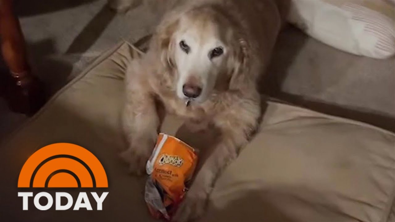 Cheetos-loving canine angers when proprietor attempts to take his snack food