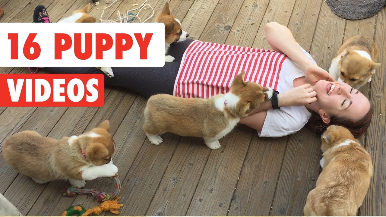 16 Funny Puppy Dog Videos Collection 2016 