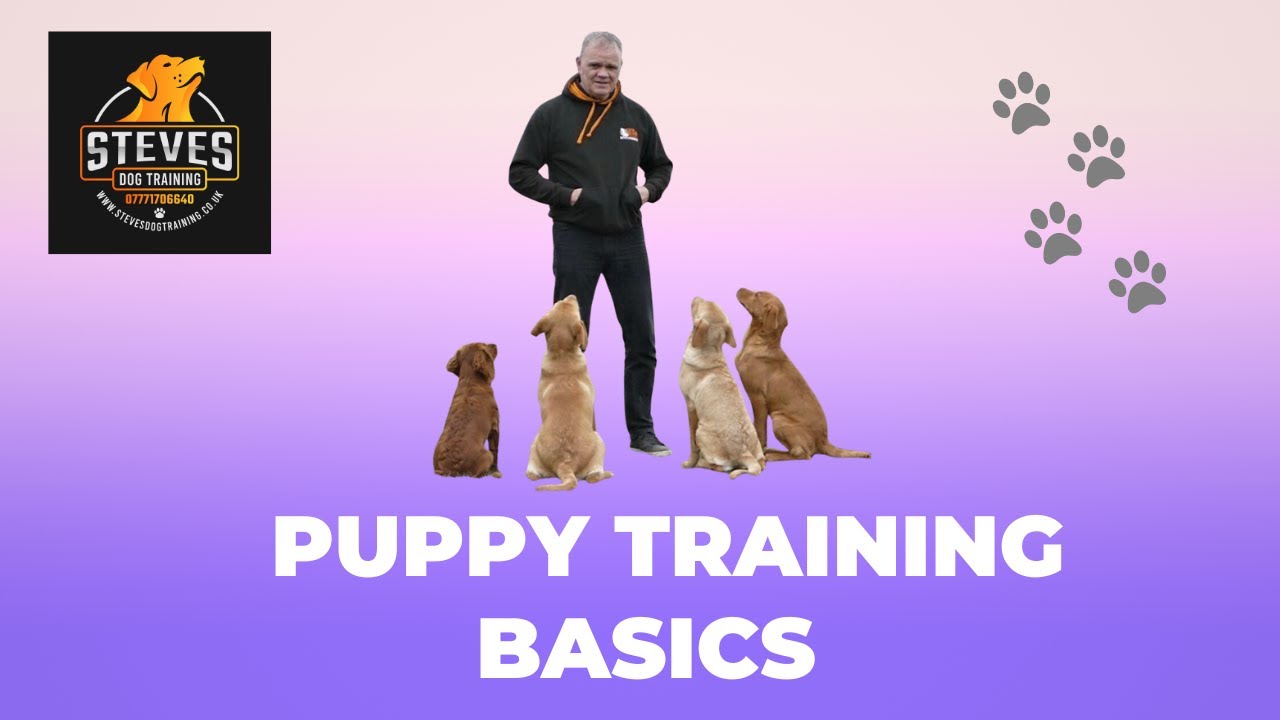 Pleased Pup instruction fundamentals video clip