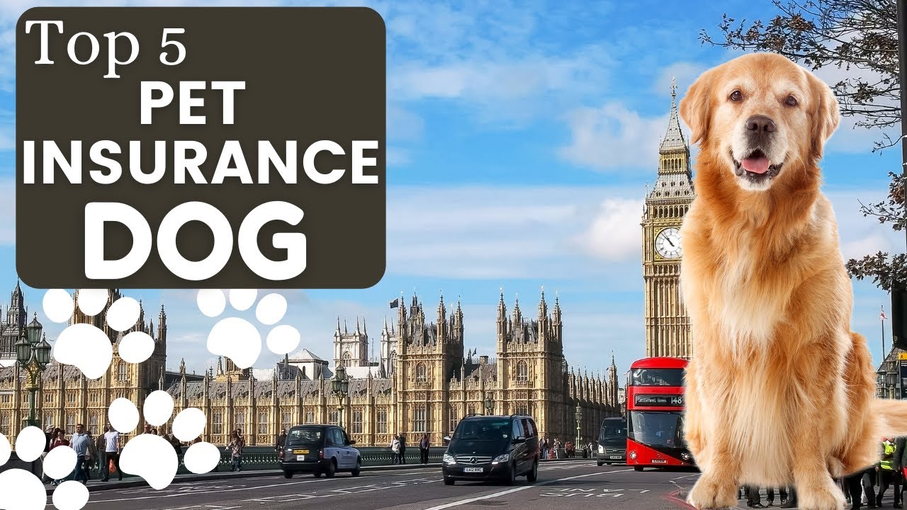 Ideal Animal Insurance Policy For Canines|Leading 5 Animal Health Plan in UK – Insurance Policy