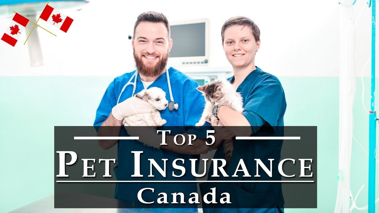 Greatest Household Pet Insurance Coverage in Canada [Reviews]|Best 5 CA Household Pet Insurance Coverage Companies, Expense & Deals With
