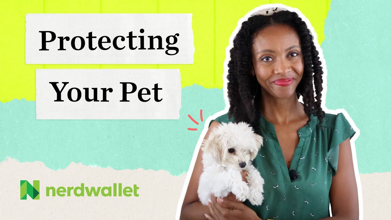 Is Actually Household Pet Insurance Coverage Actually Worth it?|NerdWallet