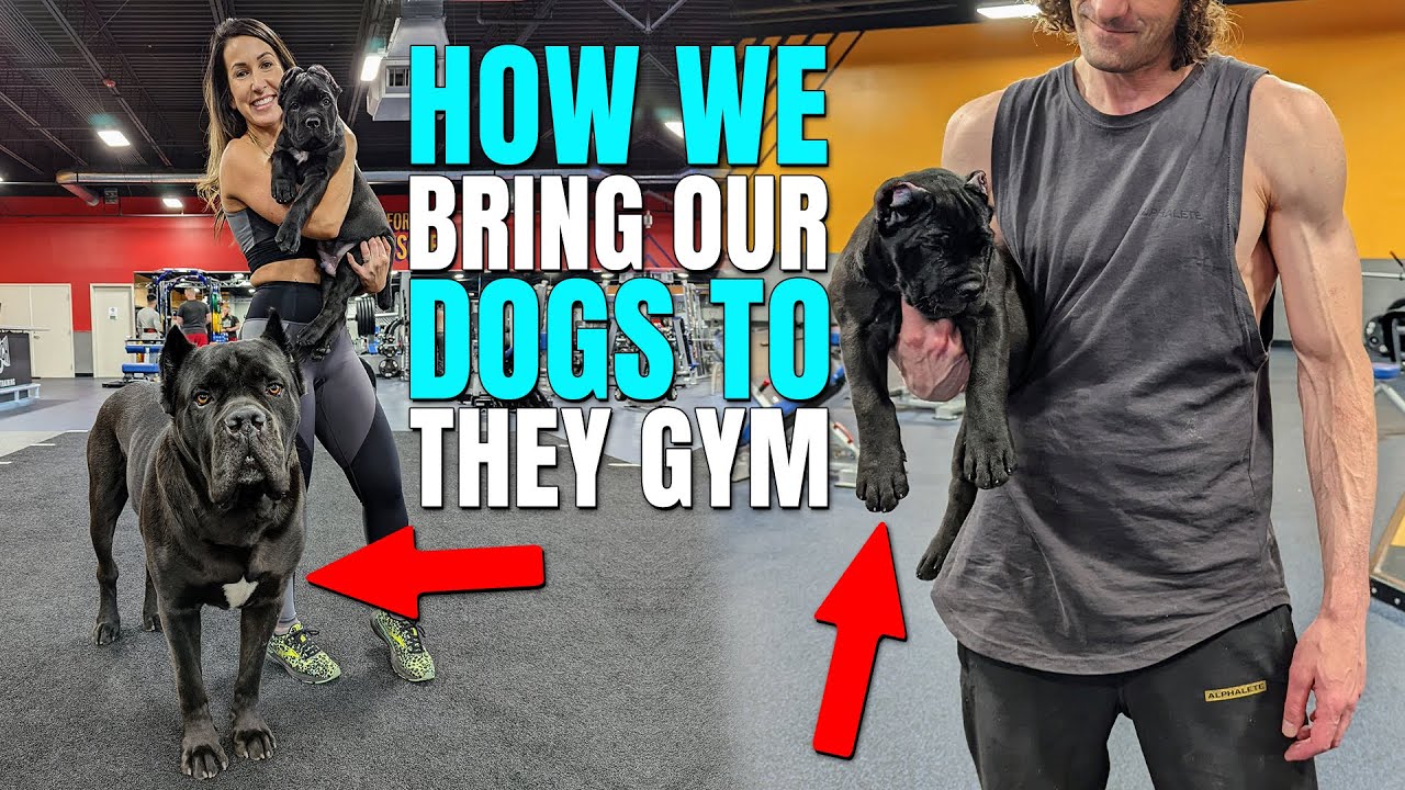 Just how Our Company Deliver Our Canines To The Fitness Center – Walking Cane Corso Puppy Dog At Fitness Center