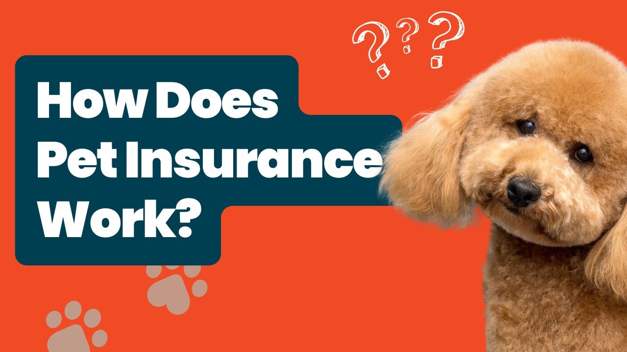 Exactly How Carries Out Pet Dog Insurance Policy Job? Tips coming from Sector Professionals!