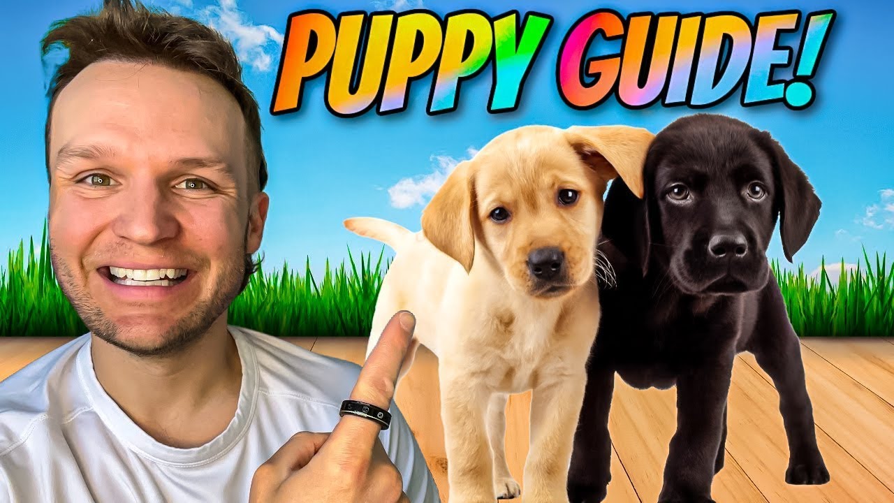 Puppy Instruction – The FIRST 5 Points To Educate Any Kind Of New puppy!