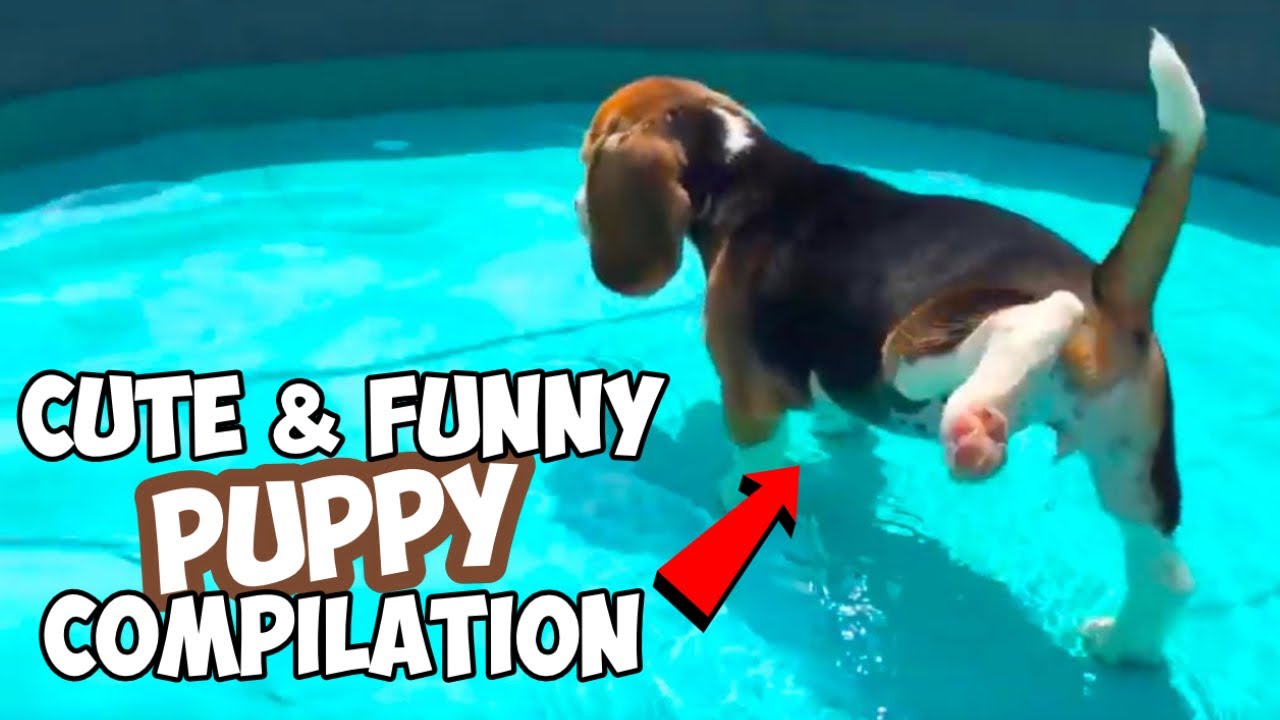 Charming & Hilarious BEAGLE Young Puppy Collection: Have To View!