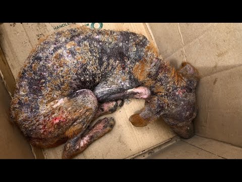 Incredible makeover of unwell pet dog|saving pet dog prior to and also after