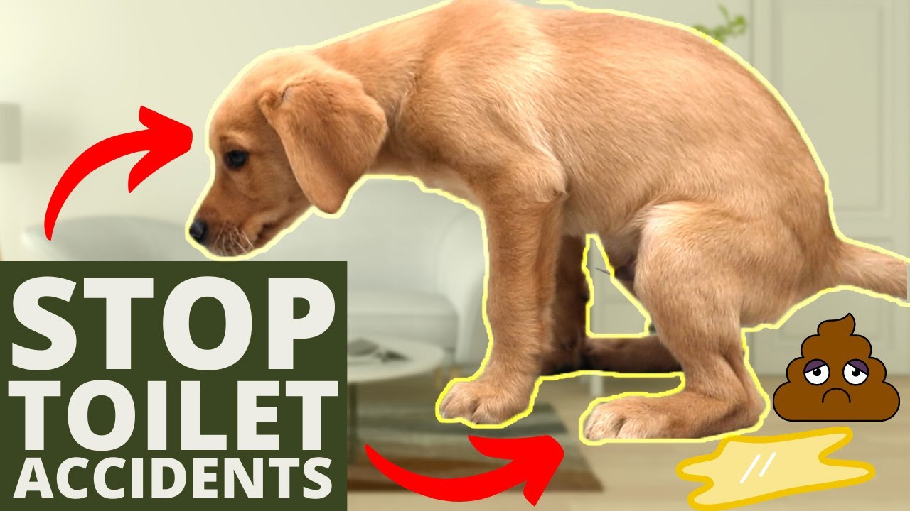 5 New Puppy Home Educating Tips EVERY Pet Dog Manager Requirements