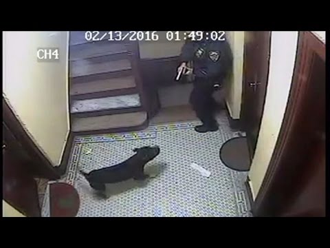 Police Officer Fatally Fires Satisfied Pet Dog, Proprietor Tactics To File A Claim Against [CAUGHT ON TAPE]