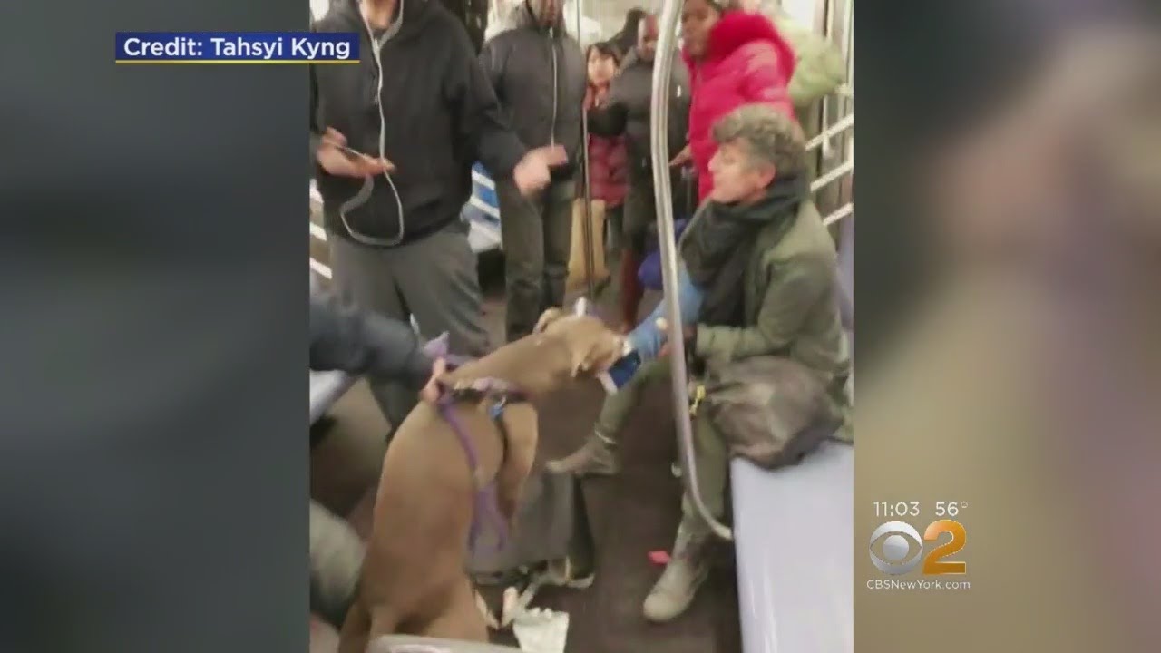 Pet Dog Assaults Girl On Train