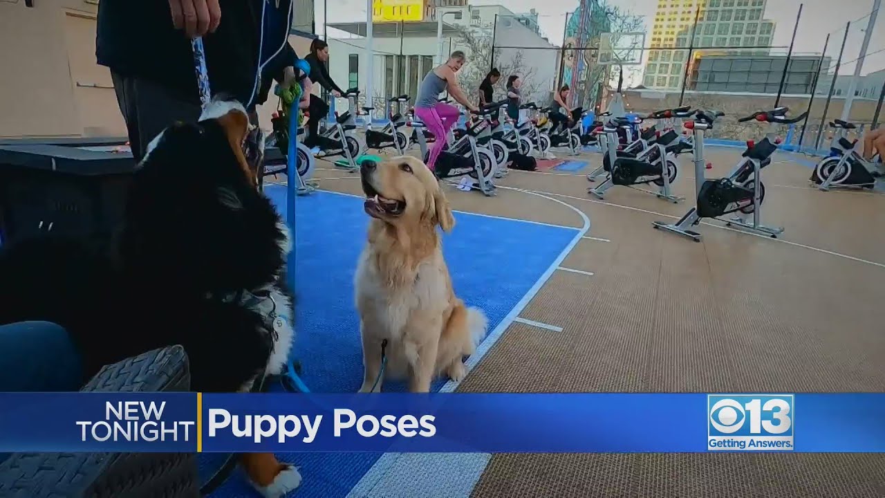 The Golden State Family Members Health and fitness, SPCA keep new puppy, kitty doing yoga training class