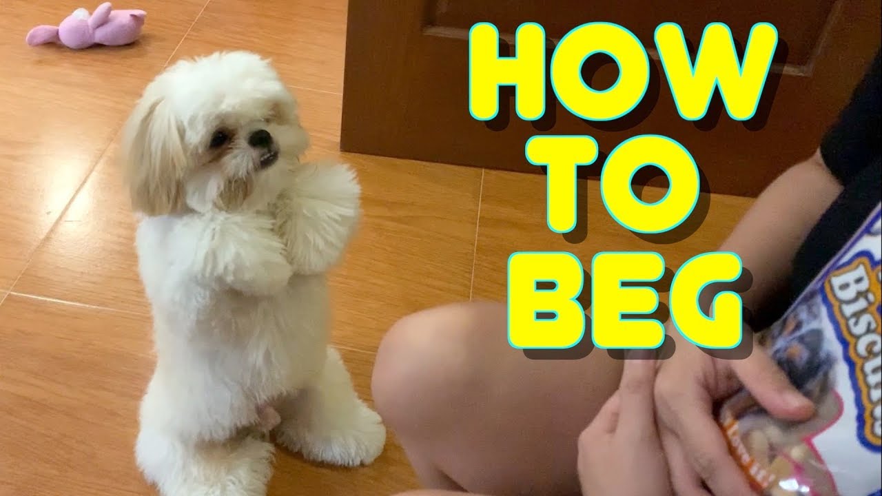Shih tzu Puppy dog Knows Exactly how to Plead for Meals- It is actually Cuteness Overload