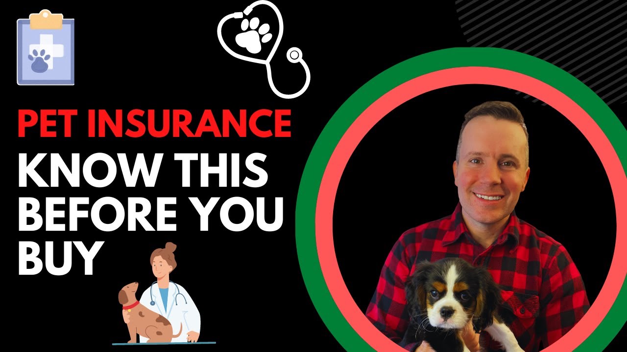 Pet dog Insurance policy|What Every Family Pet Manager Requirements To Know