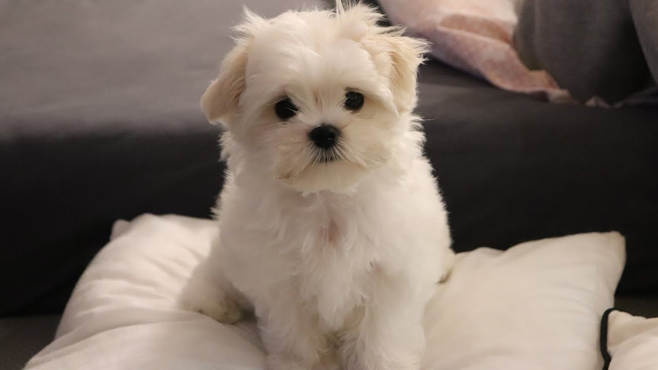 Prettiest Maltese new puppy – Hilarious 1st full week at brand-new home