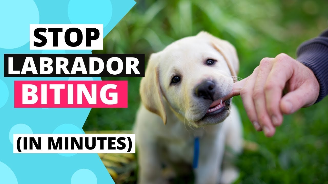 Exactly how to Learn your Labrador New Puppy to Cease Attacking