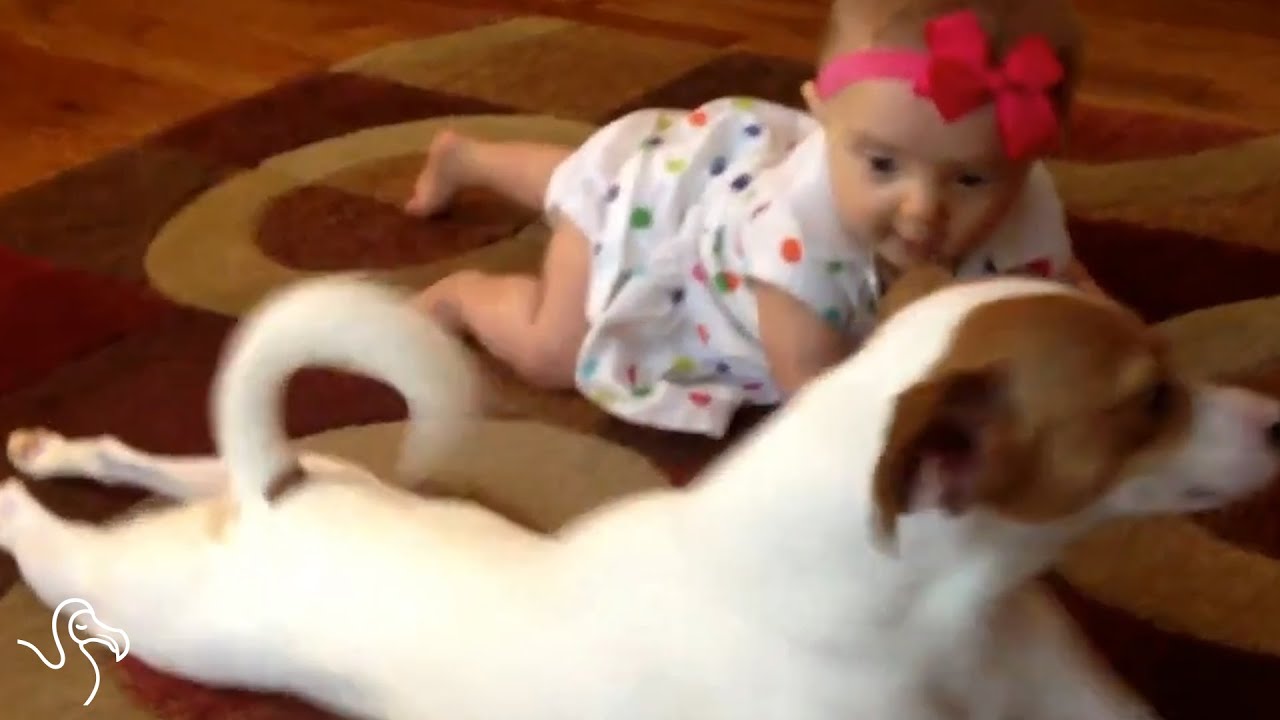 Pet Dogs Dealing With Children