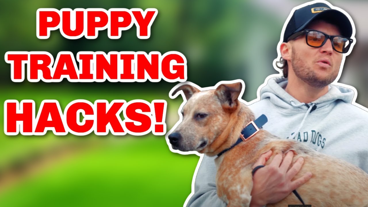 5 LIFESTYLE MODIFYING YOUNG PUPPY INSTRUCTION SUGGESTIONS YOU HAVE TO KNOW!