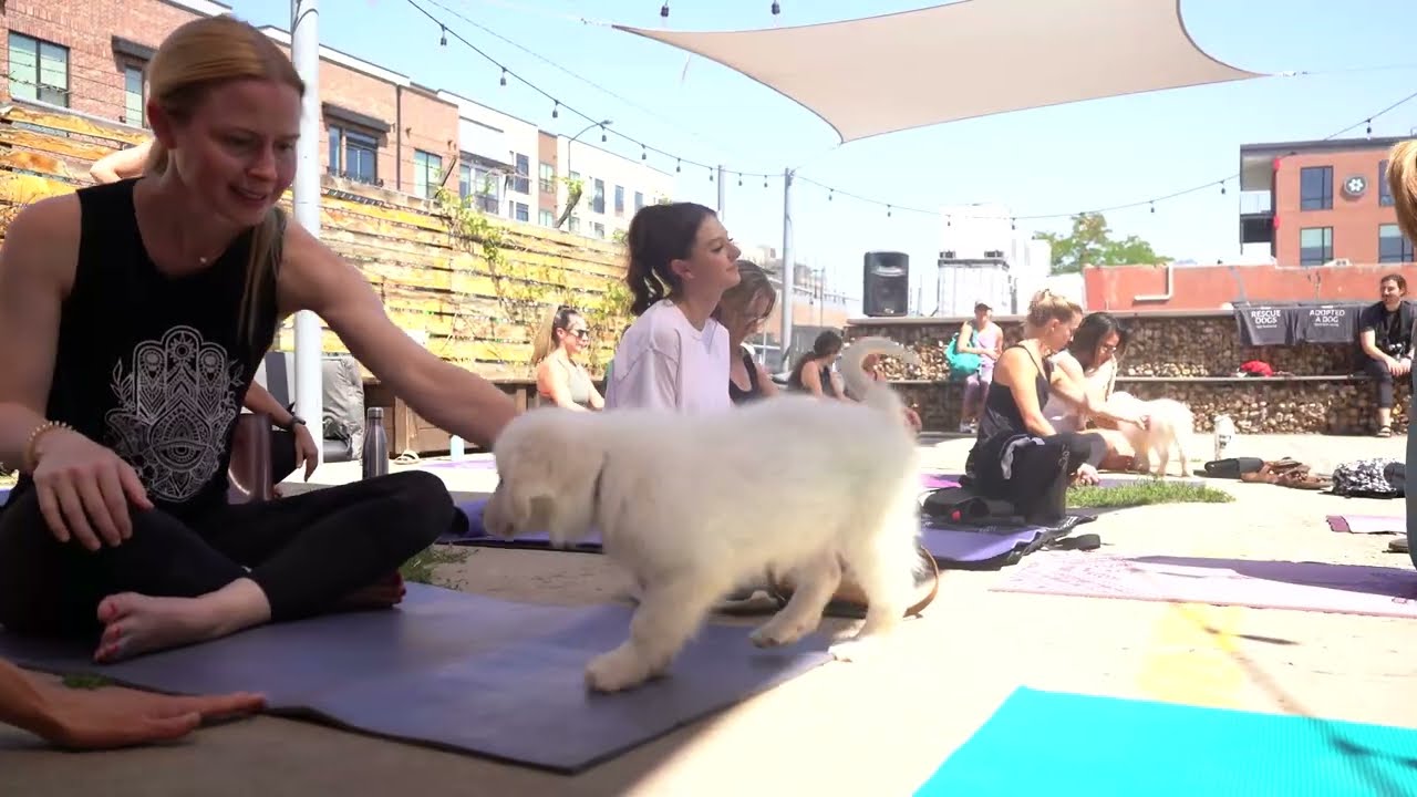 Adoptable Pup Doing Yoga along with Denver Doing Yoga Social