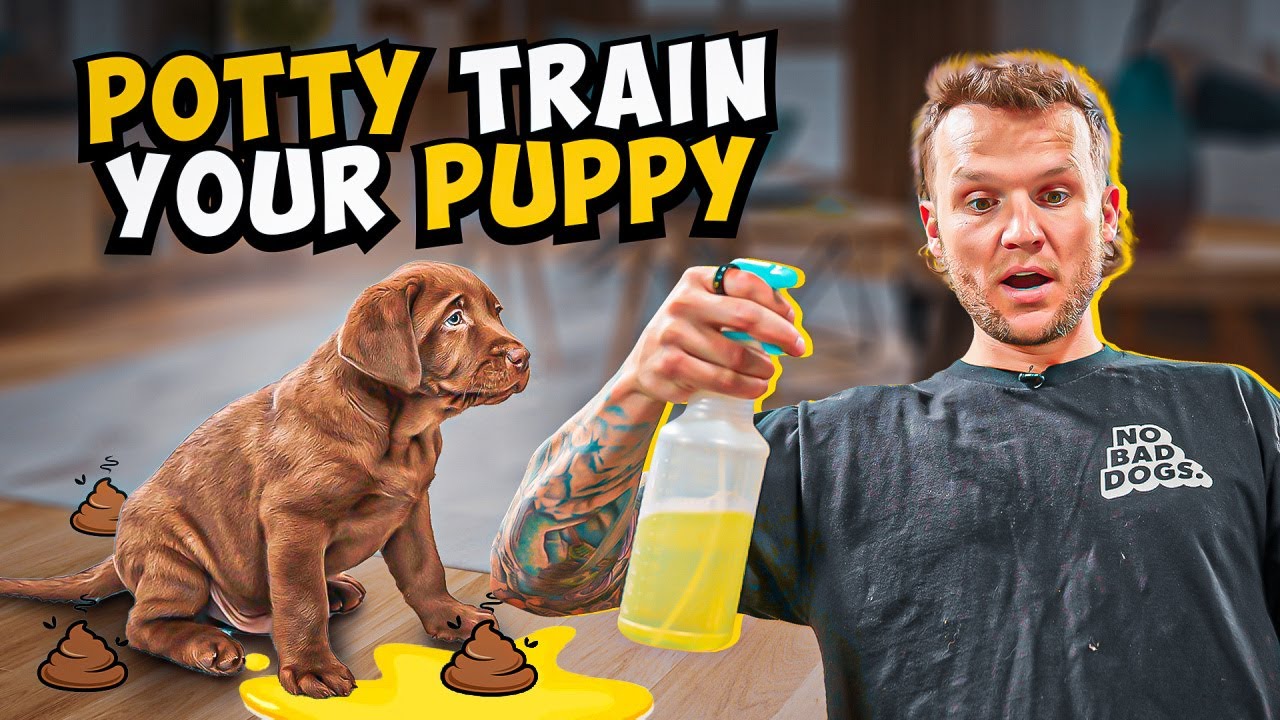 Puppy dog Instruction – Exactly How To Potty Learn A New Puppy In 5 Mins!