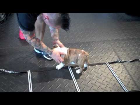 ChainFitness.com: Bulldog Pup – Frankie attacking the health and fitness center!!