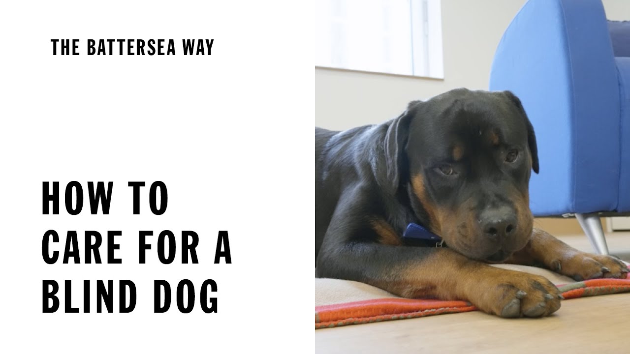 Blind Canine Treatment and also Teaching|The Battersea Method