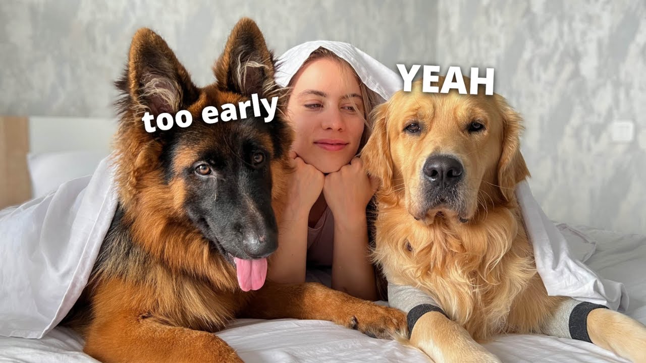 my pet dogs early morning regimen