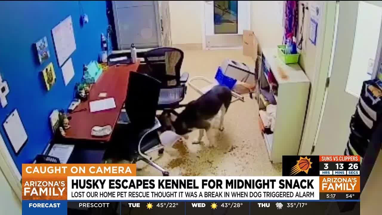Husky gets away from kennel, makes an effort to allow various other pet dogs out at Tempe saving