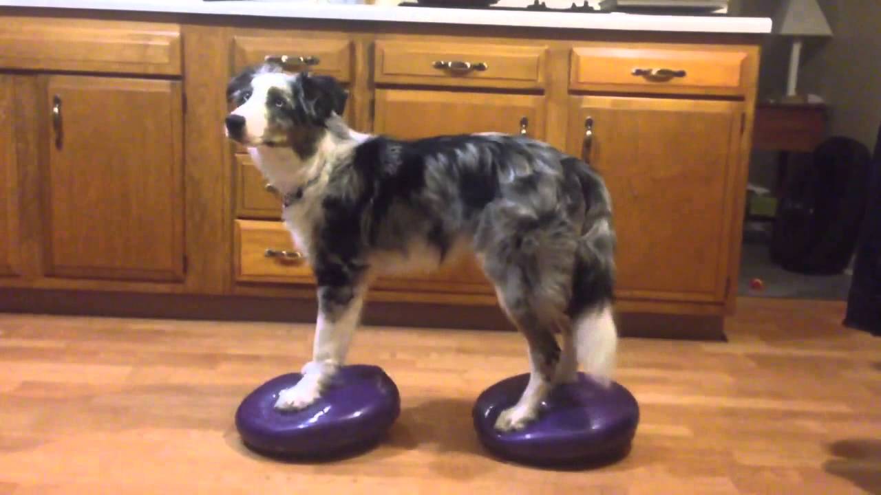 pup health and fitness conditioning- 6 month aged boundary collie