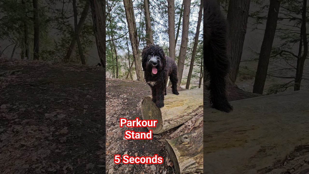 Parkour Method – Base on things #parkour #fitness #puppy #dog #shorts #fun #cute #nature