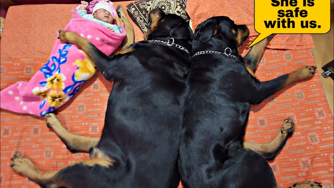 pets looking after brand new birthed child|attractive pets|rottweiler|#funnyvideo #dog