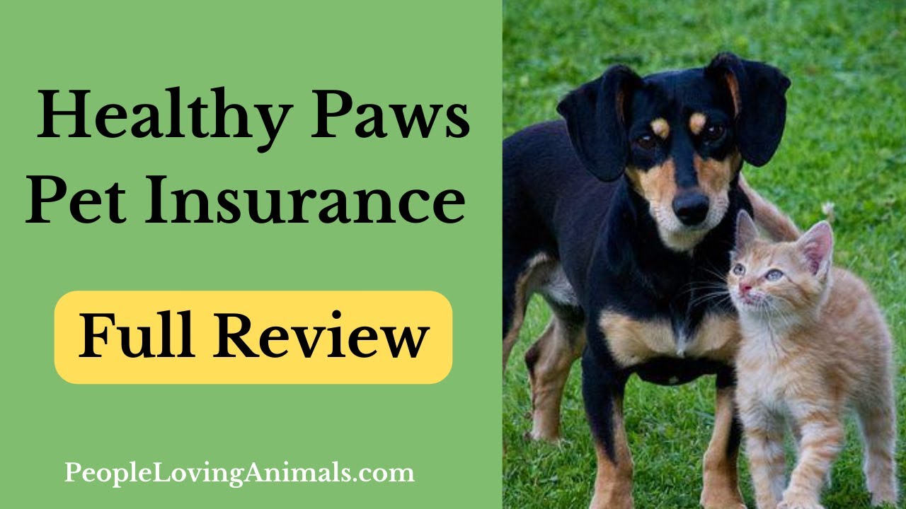 Healthy And Balanced Paws Dog Insurance Policy Evaluation – Absolute Best Dog Medical Insurance Provider for Awesome Client Service!