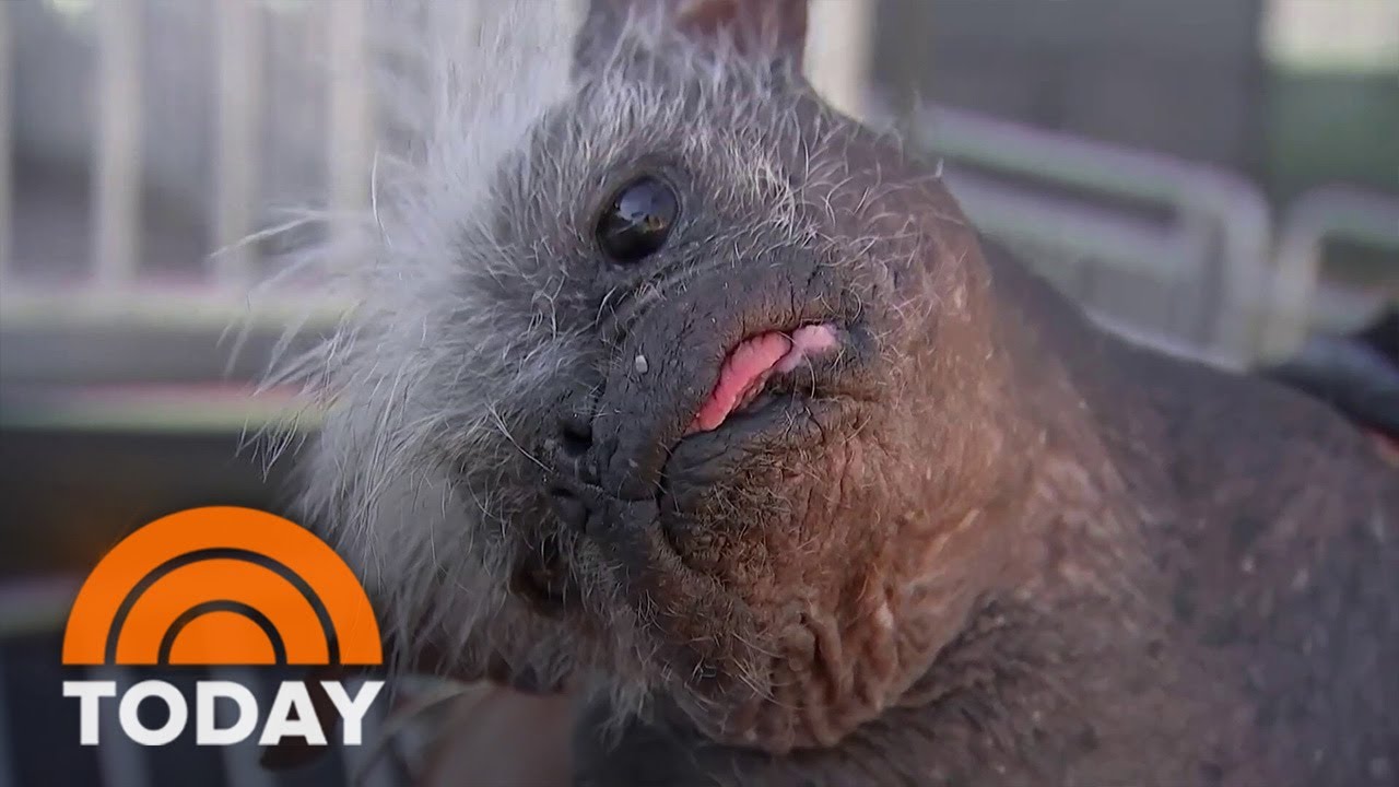 Meet The Recently Determined ‘Planet’s Ugliest Pet dog!’