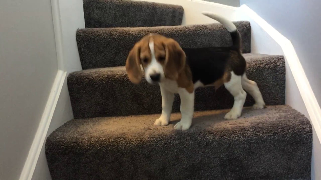 Beagle pup finds out just how to decrease steps … FUNNY END