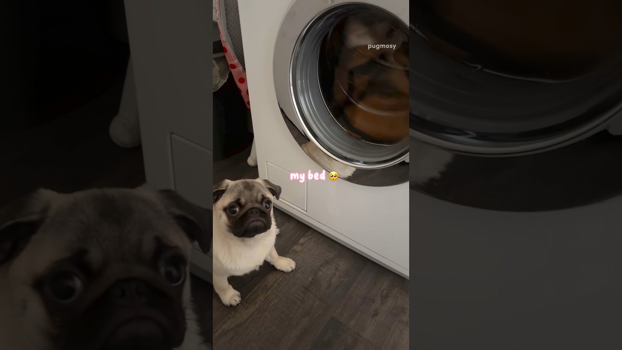 Mosy carries out NOT wish her pet dog bedroom cleaned #pug #dog #puppy #funny
