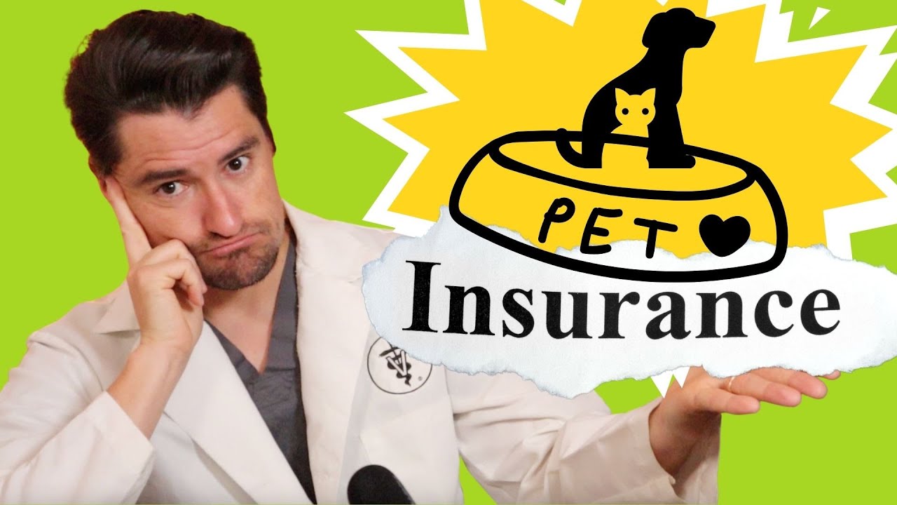 Should you receive Dog Medical insurance? Doctor Dan’s change of mind.