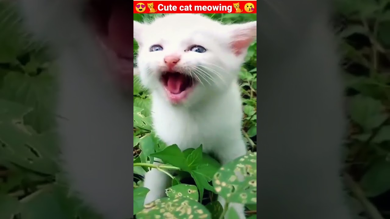 Kitty Meowing|Kitty Audio|Attractive Pussy-cat Online Videos #shorts #cat #cats #dog #puppy #catlover #catfunnyshorts