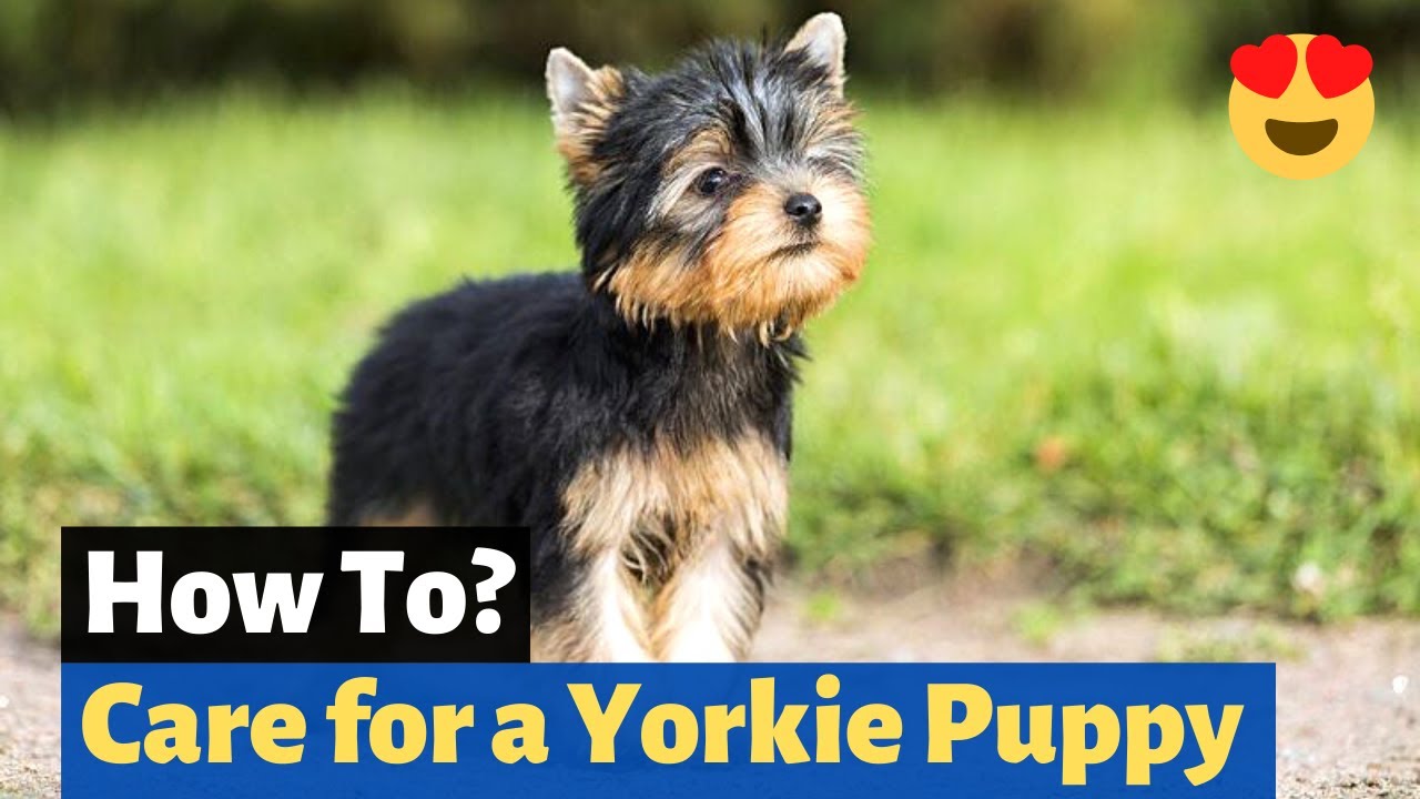 Exactly how to Look after a Yorkie pup? 5 Highly Effective Tips for Yorkie Treatment