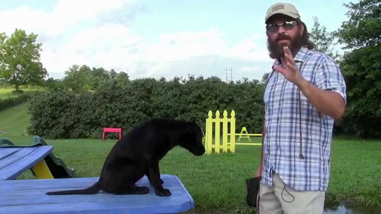 Teaching Your Labrador Retriever Puppy Dog Component One