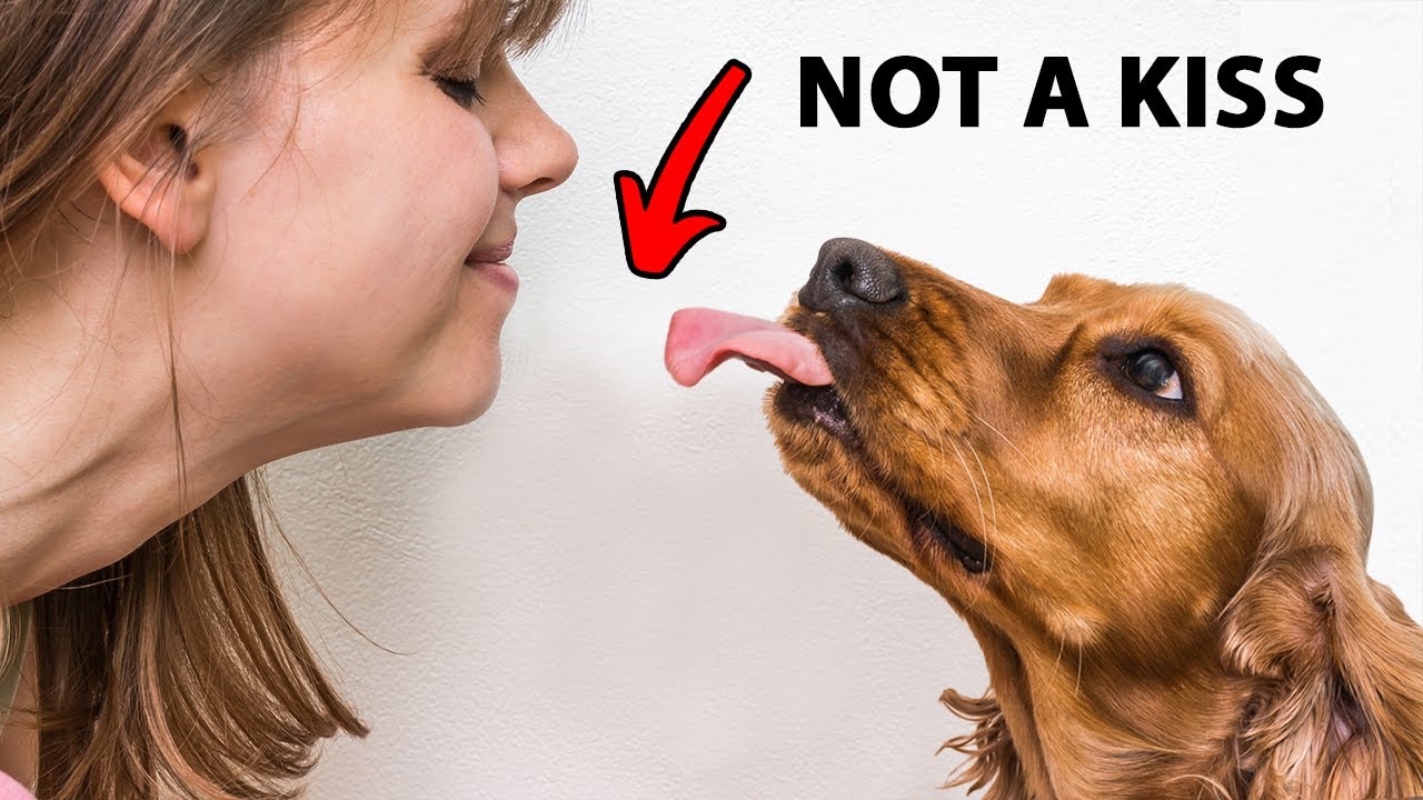 The Genuine Cause Canine Bit You Is Actually Revolting