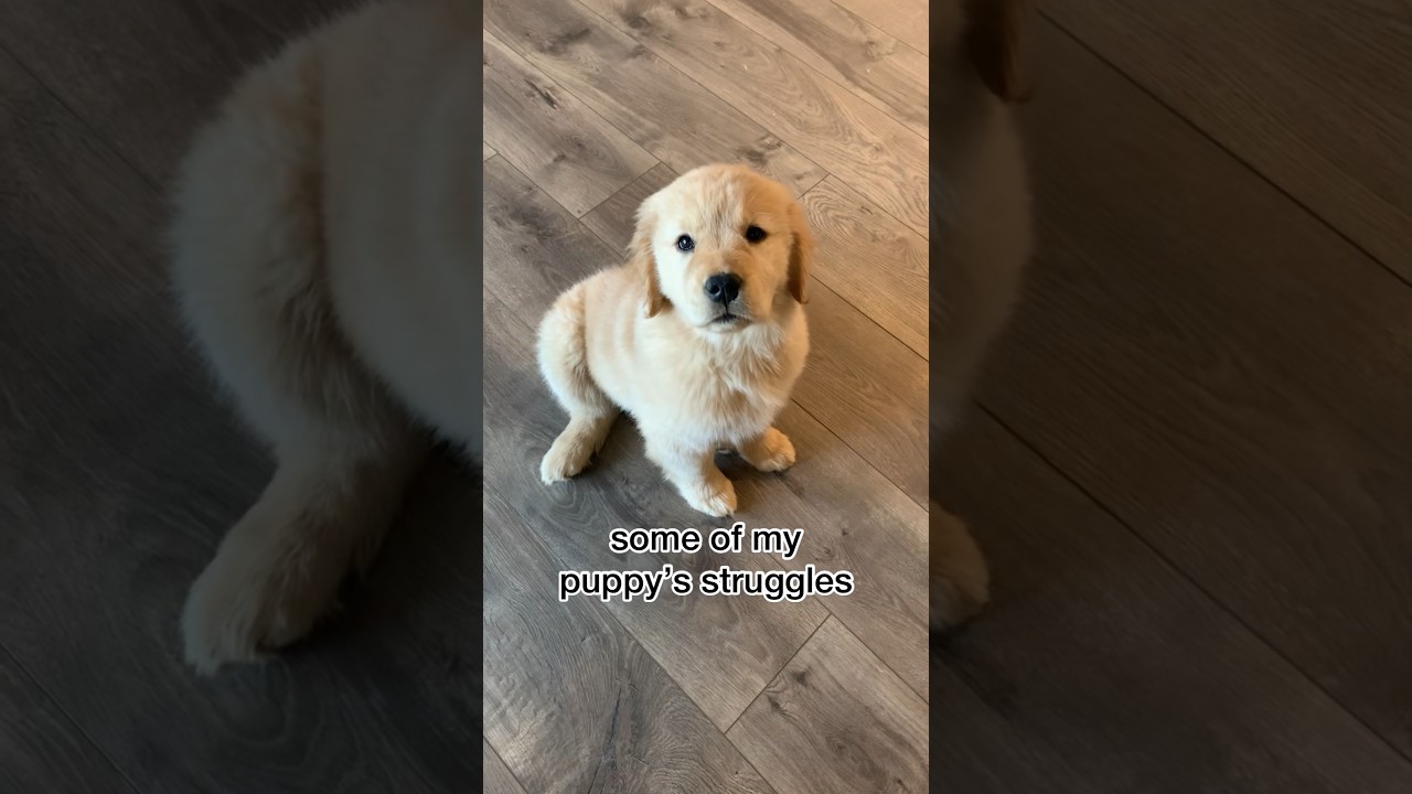 My puppy pet dog possesses a couple of difficult minutes #dog #doglover #trending #funny #goldenretriever #shorts