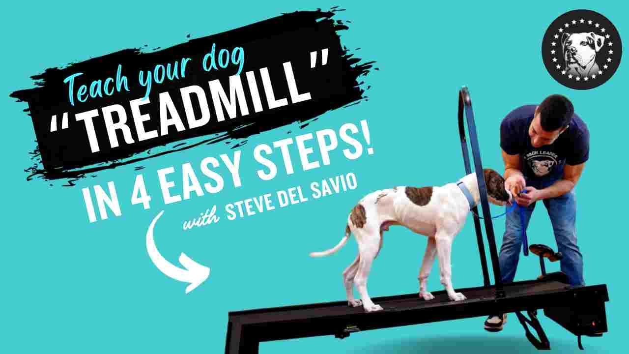 Instruct Your New Puppy Treadmill In 4 Easy Tips