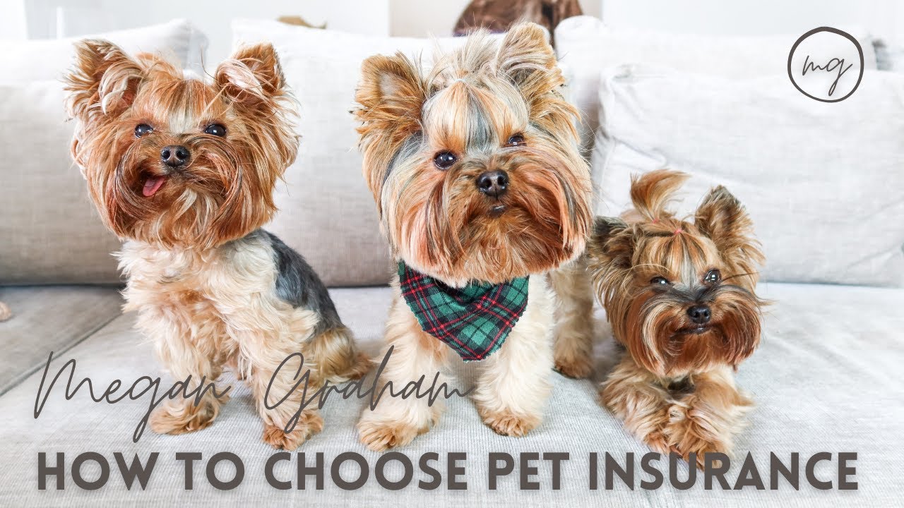 Exactly how To Decide On The Very Best Dog Insurance Coverage|Yorkie 101 
