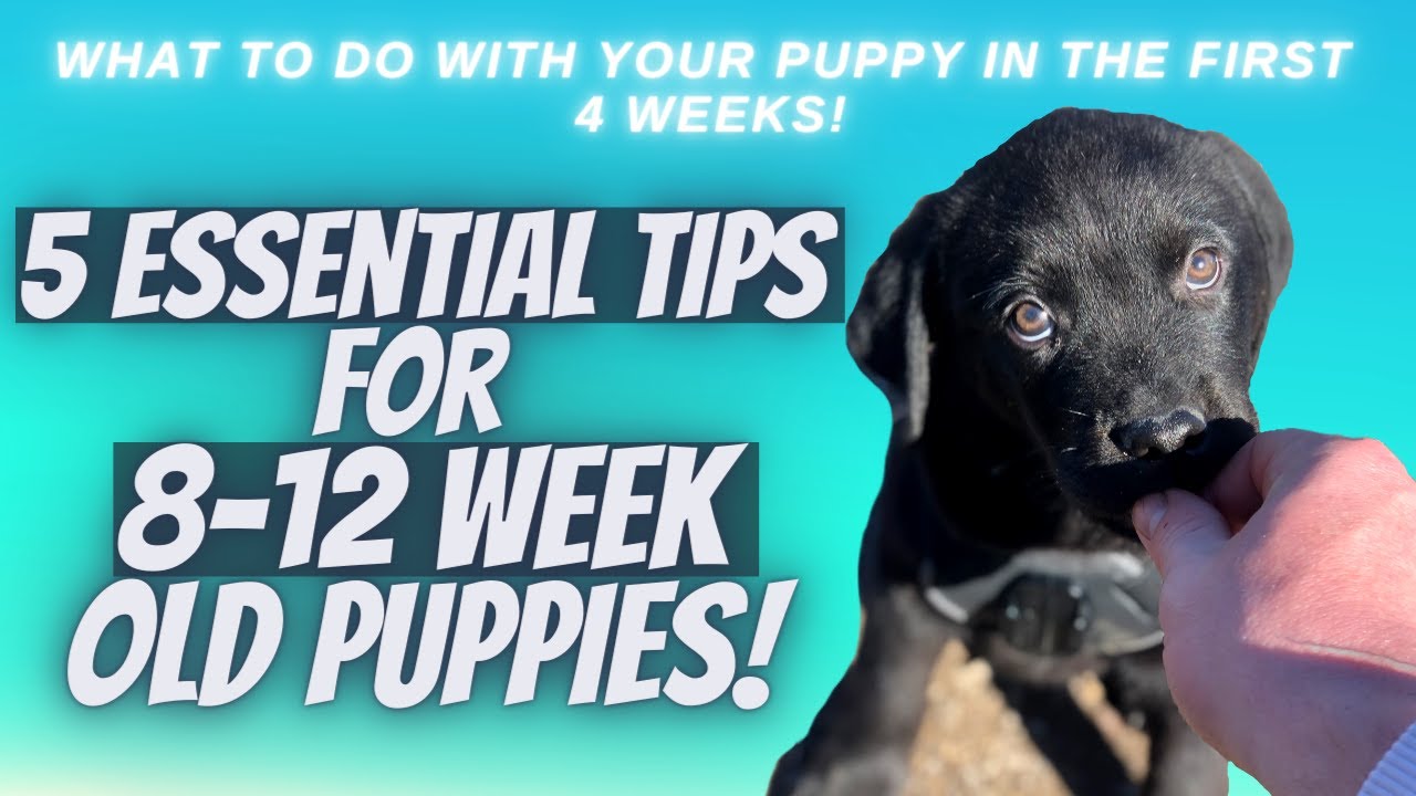5 Necessary Tips For 8-12 Full Week Old Puppies