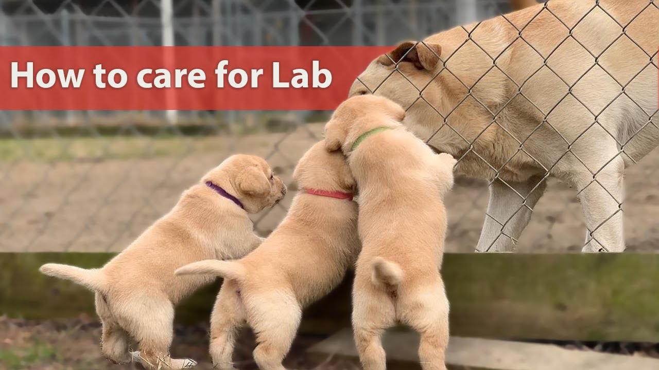 Ultimate Resource To Taking Care Of My Labrador: Pet Dog Treatment