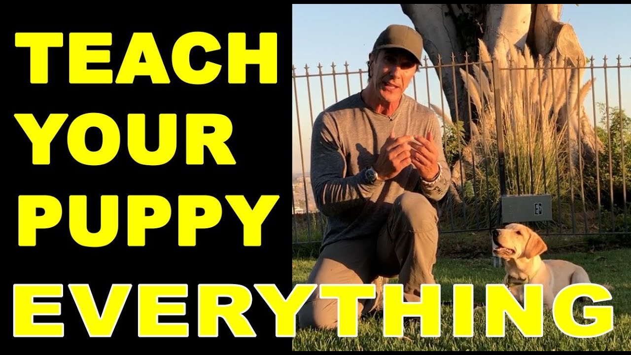 Just how to Learn Your Puppy Dog to carry out Every Little Thing – Pup Pet Instruction Video Clip – Robert Cabral