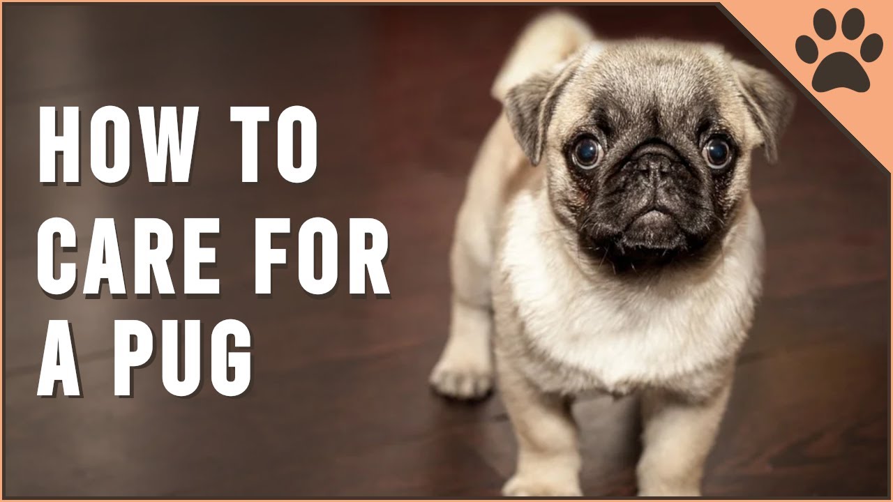 Exactly how To Take care of A Pug|Pet Globe
