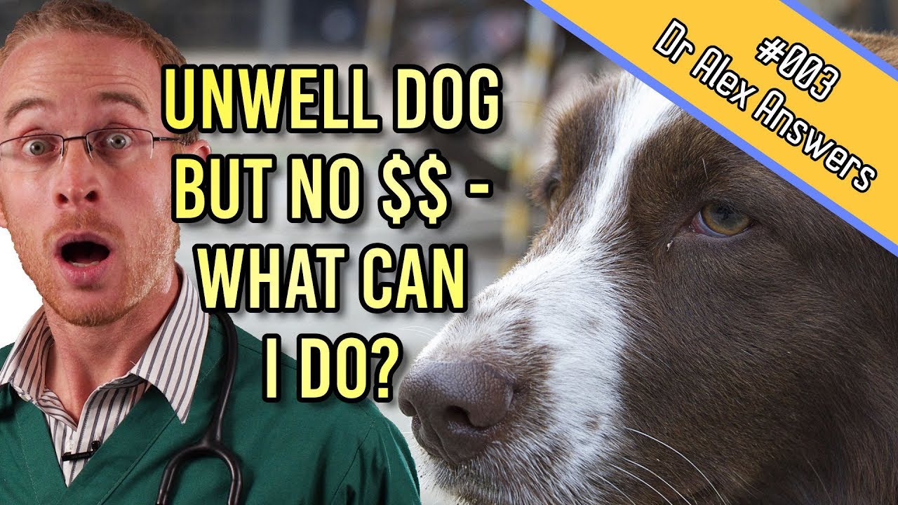 My Canine is actually Unwell However I Possess No Cash For The Veterinarian – What Can I Carry out? – Pet Dog Health And Wellness Veterinarian Insight